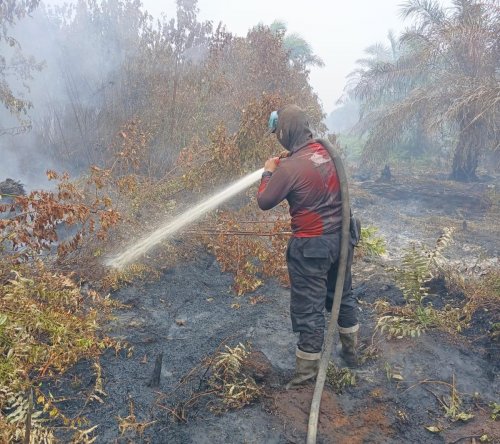 Ilustrasi hotspot Riau tembus 346 titik (foto/int)